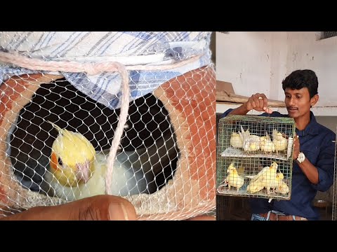 Cockatiel is the best birds for home as a Pet / Help the Helpless And Keep Smiling.