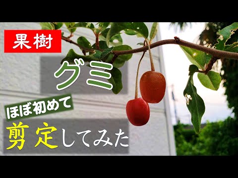 果樹栽培 グミの木を剪定してみました Youtube