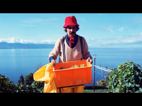 Video: Vineyard Bodinier