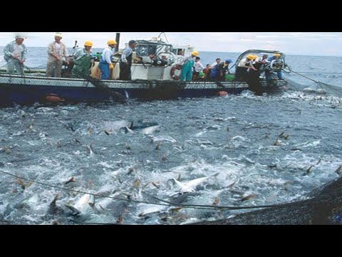 This Is How Fisherman Catch Hundreds Tons Salmon - Net Fishing, Big Catching On The Sea