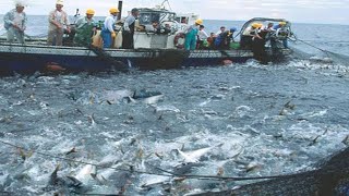 This is How Fisherman Catch Hundreds Tons Salmon  Net Fishing, Big Catching on The Sea