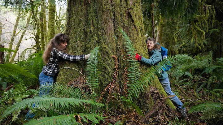 Stop the McCannon Timber Sale! Save old growth trees in the Cannon Creek Valley.