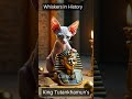 King Tutankhamun #cat #catlover #facts