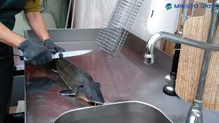 Eršketo Darinėjimas