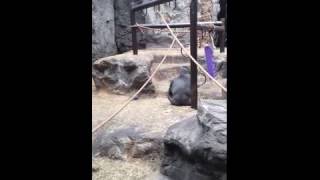 Young Girl Thinks Gorilla at the Zoo is Her Father