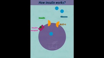 Uncovering the Secret of Insulin and Glucose Transport!