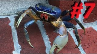 Crab-Com (Phoenix Point) Episode 7