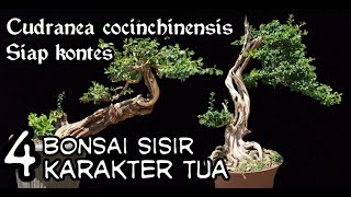 BONSAI SISIR KARAKTER TUA (cudranea cocinchinensis)