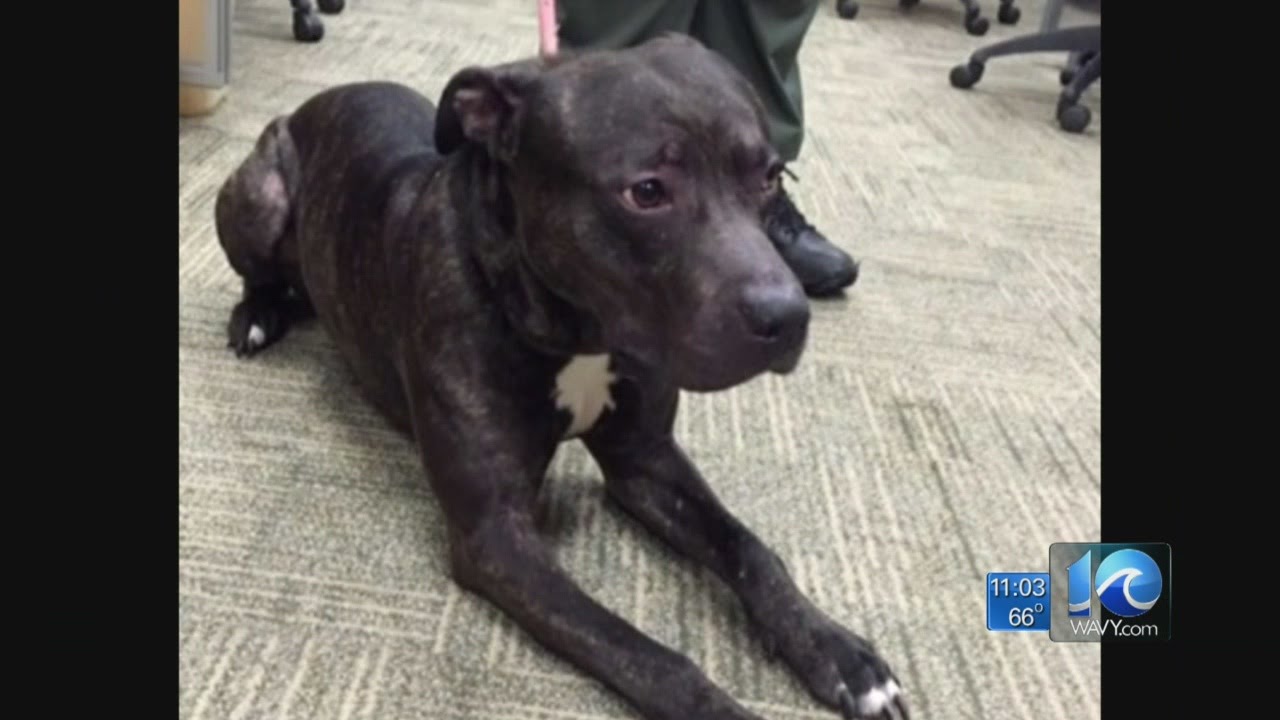 Erin Kelly on dog abandoned in Va. Beach