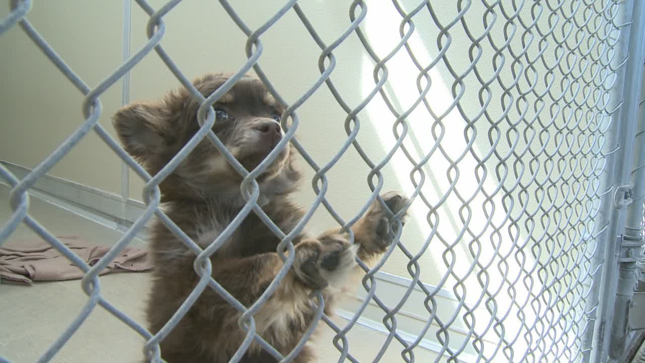 Dozens of Roswell rescue dogs brought to ABQ shelter - YouTube