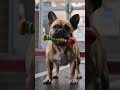 Busted Dude ??? #funny #dogs # cheating # spying