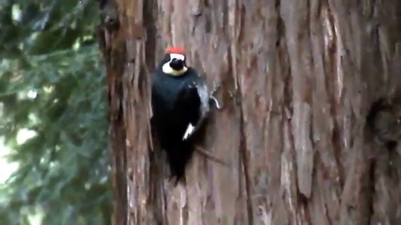 woodpecker of california YouTube