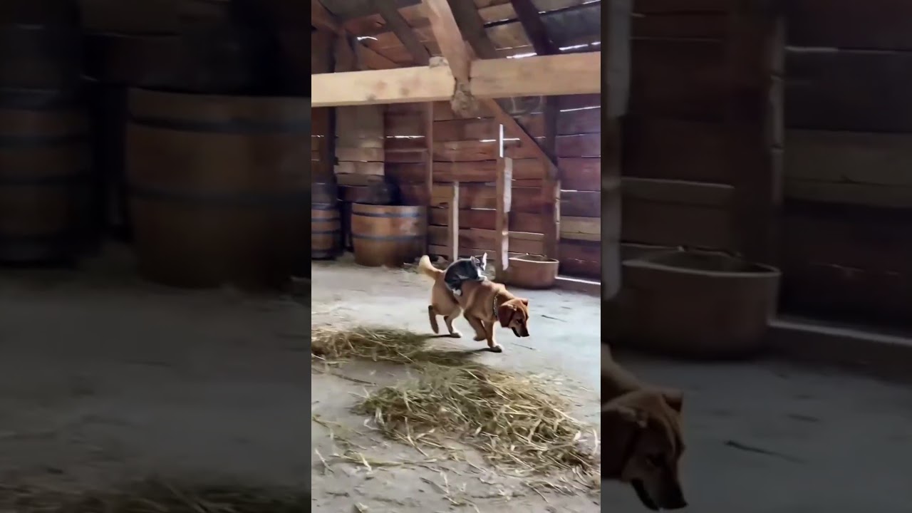 😲🐱🐶Funniest Cat & Dog Friendship Goals! 😂🐱🐶猫が犬に乗る衝撃映像！笑笑 