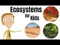 Ecosystem Explorations From Puddles To Rainforests