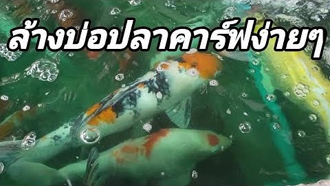 ล้างบ่อปลาคาร์ฟง่ายๆ