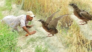 New way of trapping quails || Easy technique of quail hunting 2024 || Raptors Today