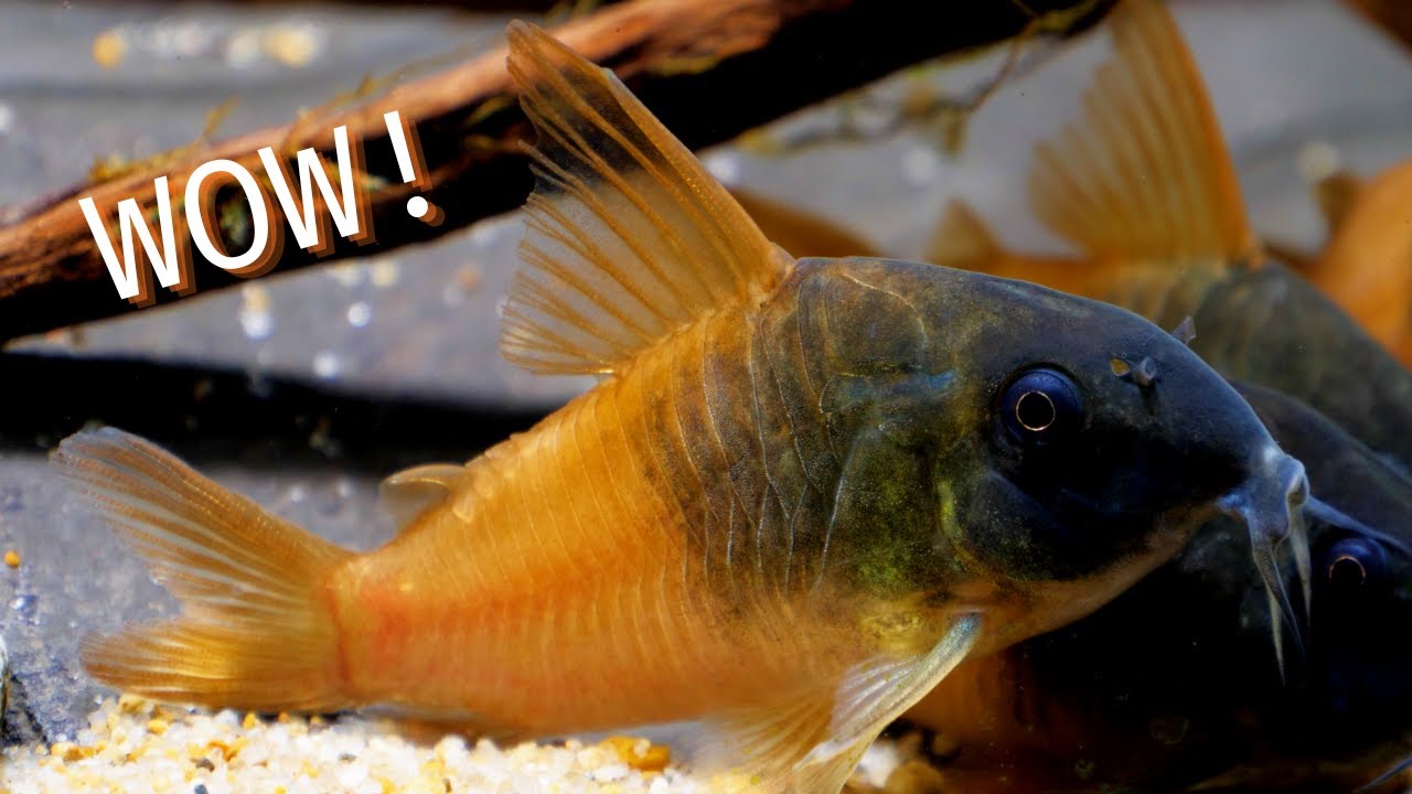 Этот коридорас выглядит нереально… Знакомьтесь, CW217