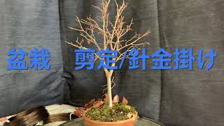 ケヤキ盆栽の剪定と針金掛け Zelkova bonsai pruning and wire hanging