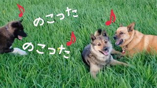 ミメvs大雪の行司役・くま太～ヤングトリオとの散歩🐶😊(5/17撮影)