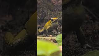 Phyllobates bicolor calling