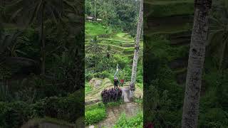 Tegallalang Rice Terrace 2026
