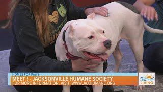 Homes for Paws: Meet Pearl!