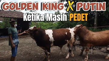 Pedet Super Zaman Dulu - Sekarang Jadi Sapi Termahal Dikelasnya