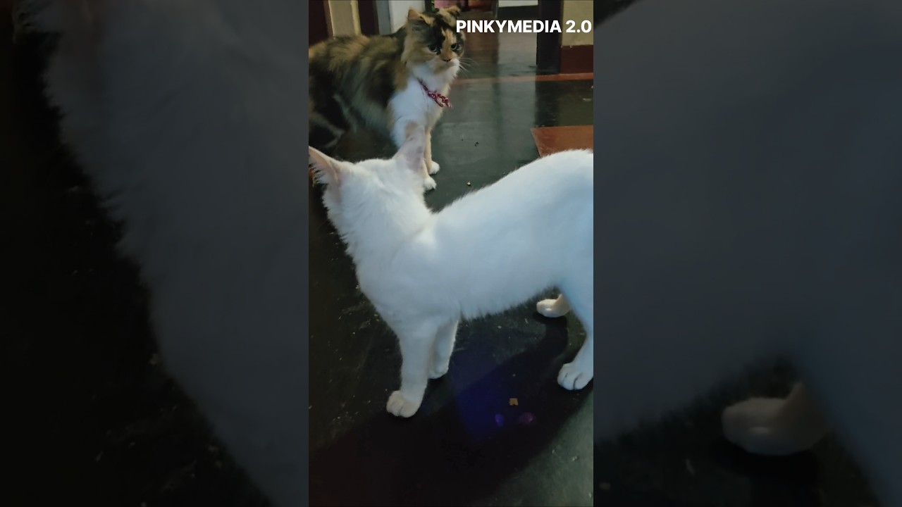 കിറ്റി v/s ലൂണ