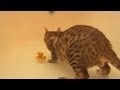 Bengal Cat loves a bath in water