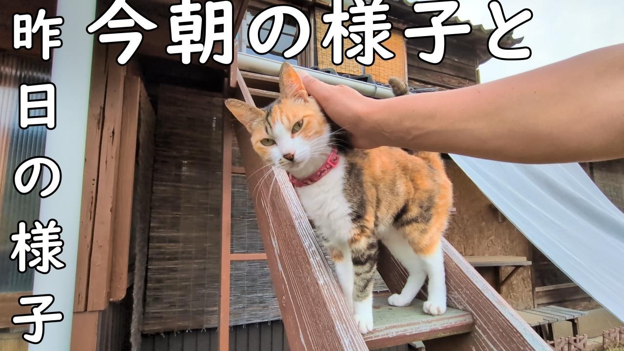 This morning and yesterday. A multi-cat household. - YouTube