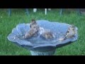 Sparrows Loving a Bath. 5 minutes of Sparrow Bath Time!