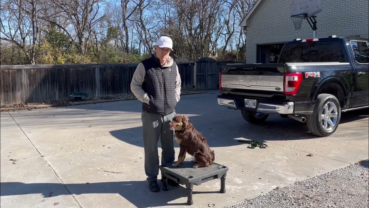 Woodlands, TX Dog Training Tip Top K9 Reviews YouTube