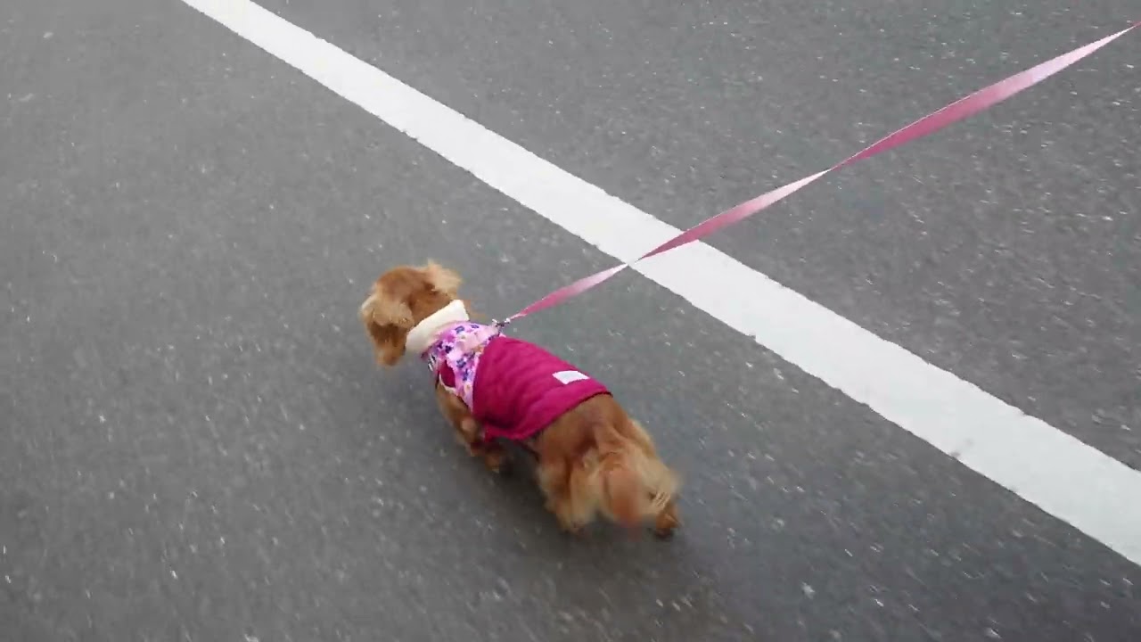 やや、朝、散歩に行く