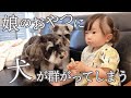 【犬と赤ちゃん】娘のおやつをねらうシュナウザー【食いしん坊】