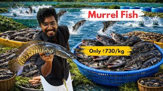 Murrel (Snakehead )🐟 Fish Farming 🇮🇳 | Software Engineer Turned Fish Farmer | Agrotill | #farming  screenshot 3