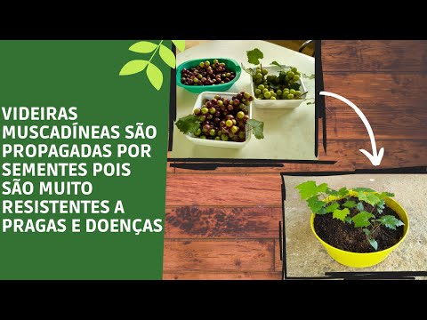Vídeo: Quando colher uvas muscadine?