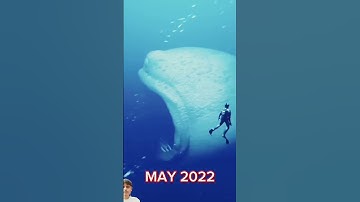 Evolution of The Bloop #shorts #evolution