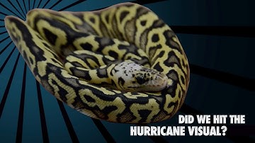 We Didn’t Expect This! (Hurricane Clowns)