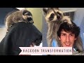 Raccoon Transformation from Baby to Adult: 1 year update