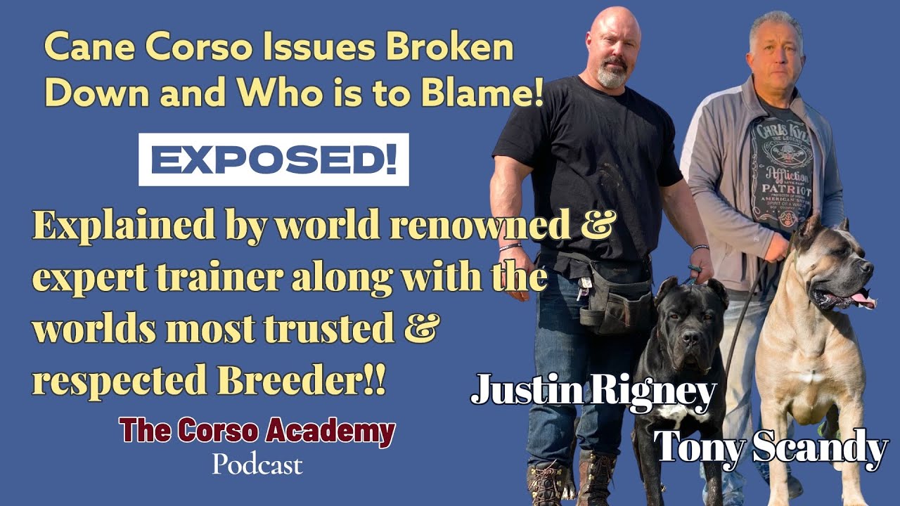 Проблемы с собаками породы Кане Корсо: поломка и кто в этом виноват!