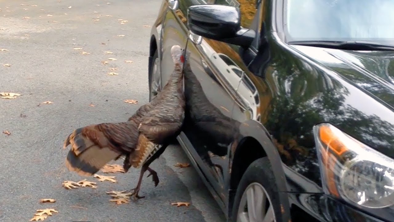 Stupid Bird in Mirror Hilarious Reaction Wild Turkey Attacking My Car