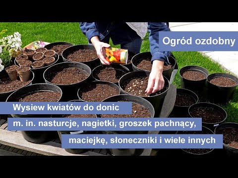 Wideo: Jakie Kwiaty Sadzimy W Maju?