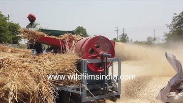 Hypnotic to watch a wheat thresher in action separating wheat from chaff and straw