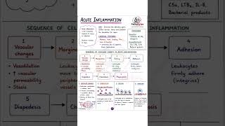 Rapid Revision: Acute Inflammation Notes Part-1 📚| High-Yield Pathology 🔬|