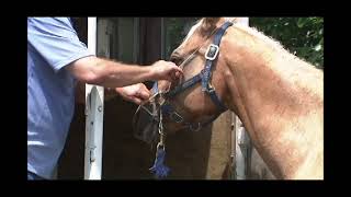 Trailer Teaser Final