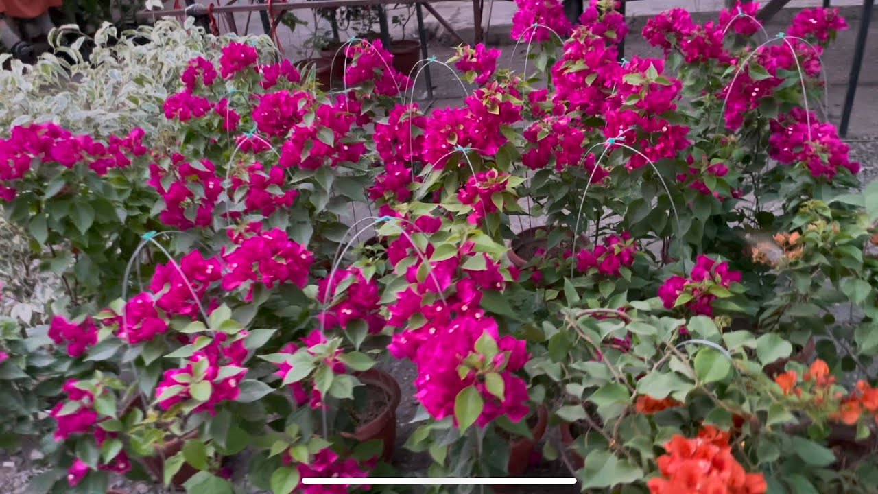 Andijon optom gul bozori 