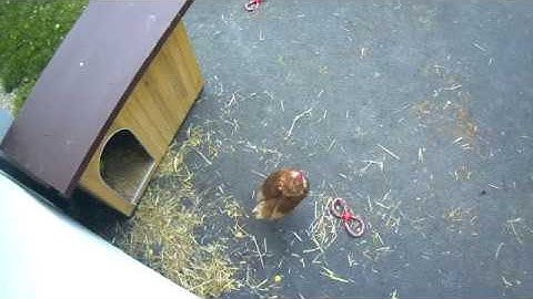 A new friendship - Recorded by Netatmo