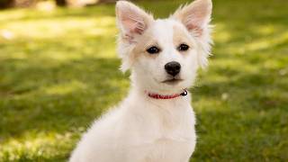 Adopt Missy