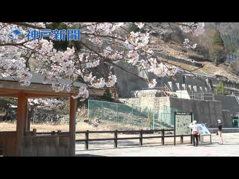 ２０１１兵庫のさくら 神子畑選鉱所（朝来市）