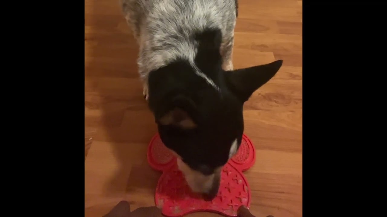 “This Lick Mat ASMR Will Melt Your Stress Away 🐾💦” 